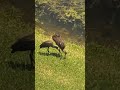 Limpkin pulls snail from shell