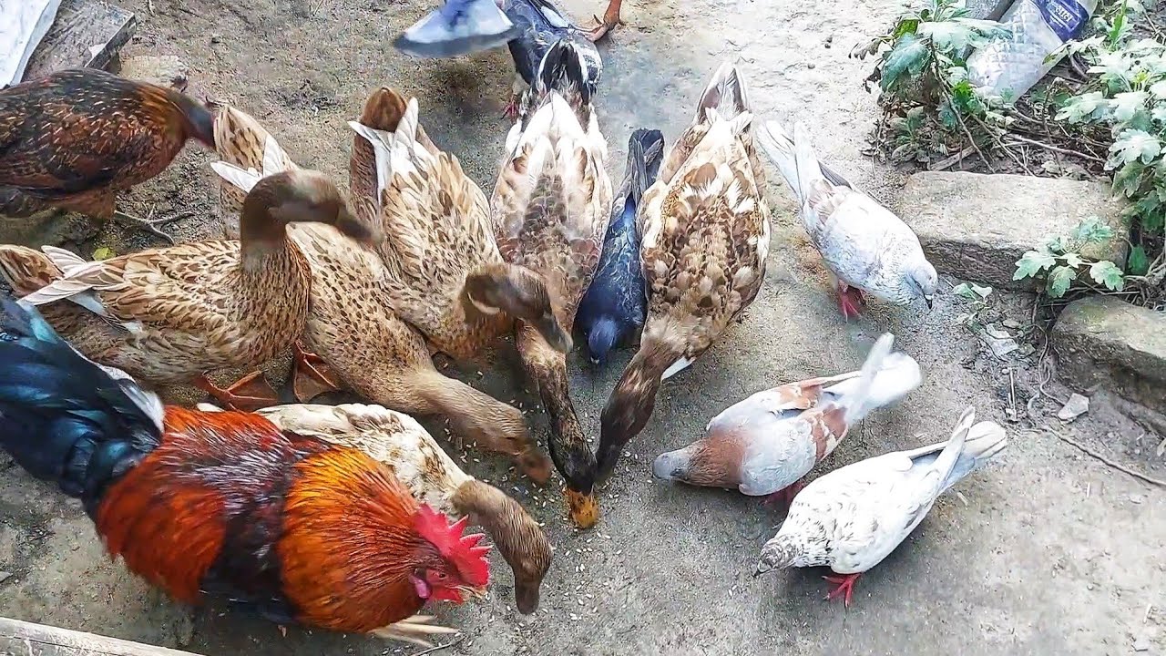 Duck Ruster Rooster and duck ducky feeding video - YouTube
