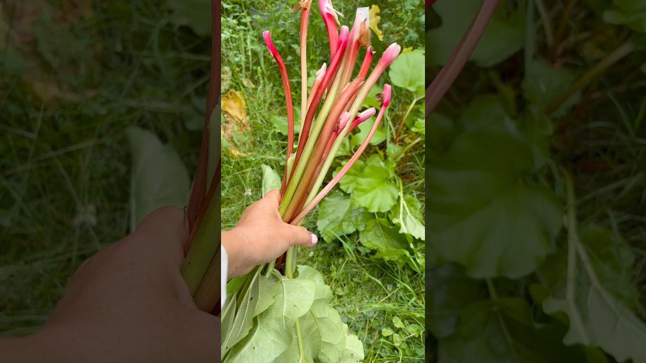 Rhubarbe rouge : comment cueillir plusieurs fois ? Laurentides #faitmaisonparclaudiab #rhubarbe