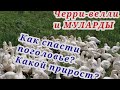 Утки. Черри-велли и муларды! Кого выбрать? Какой прирост в весе к 40 дням? Какие условия содержания?