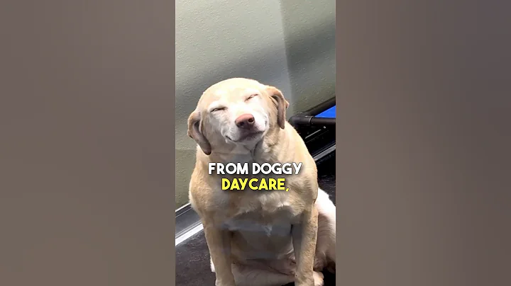 This doggo couldn't stop smiling 🥹