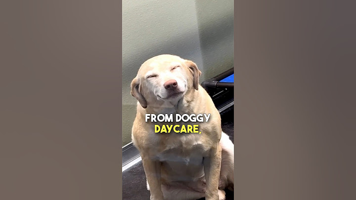 This doggo couldn't stop smiling 🥹