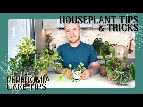 Video: Peperomia Care - uzziniet, kā audzēt Peperomia augus telpās