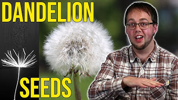 How do Dandelions Spread their Seeds?