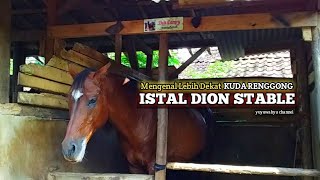 Mengenal Lebih Dekat Kuda Renggong ~ ISTAL DION STABLE