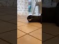 Shinobu cat