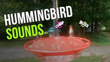 Hummingbird Sounds and Noises (Chirping, Buzzing)