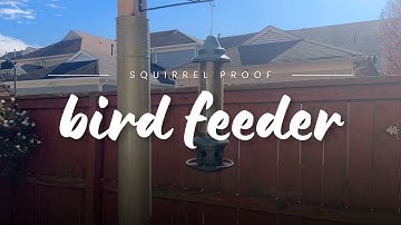 The Ultimate Squirrel-Proof Bird Feeder? Squirrel Buster Plus Tested!