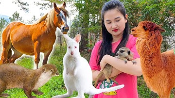 Changcady đi vườn thú ZooDoo Đà Lạt chơi với các con vật: con mèo, lạc đà alpaca, chuột túi