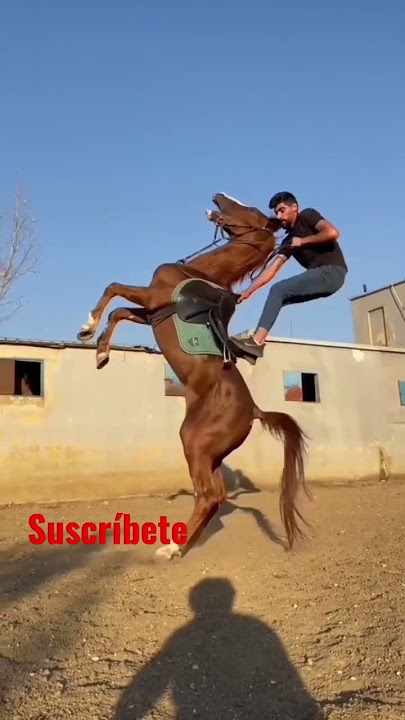 cómo montar caballo #caballos #hours #genial