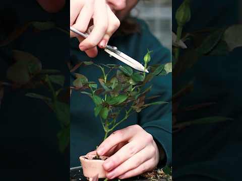 Vídeo: Tècniques de poda de la plumeria: aprèn a fer que la plumeria s'hi ramifique