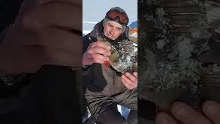  shorts youtubeshorts Зимняя рыбалка на окуня неплохой экземпляр север рыбалка