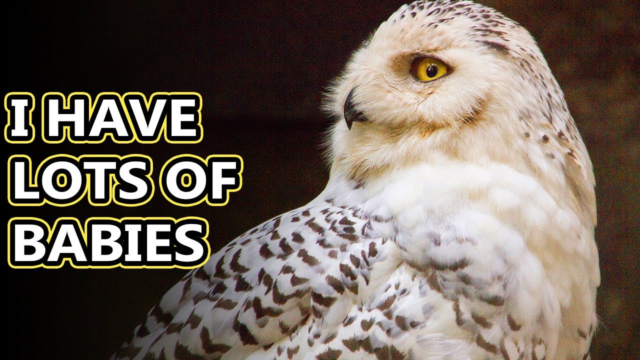 Snowy Owl Facts: Not As Snowy As They Seem | Animal Fact Files