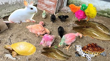 Tìm các con vật dễ thương, cá trê khổng lồ, gà cầu vòng, rùa bảy màu, vịt, cá lau kiếng