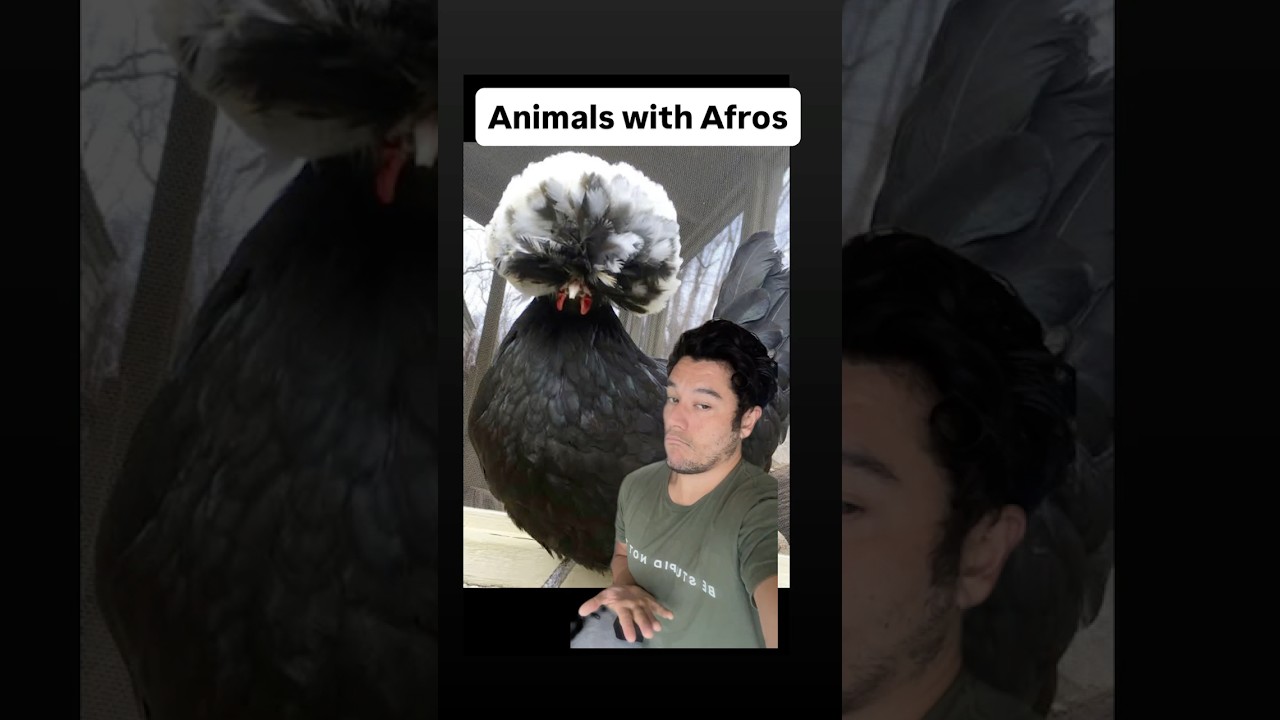 Animals with Afros ￼