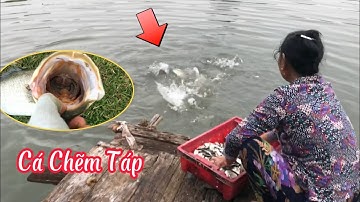 Cận Cảnh Cá Vược Cá Chẽm Táp Cá Con