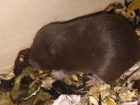 livestream tv My Hamster Semechki - Livestream teaser