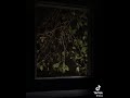 عبدالرحمن مسعد تلاوة هادئة وخاشعة