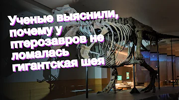 Ученые выяснили, почему у птерозавров не ломалась гигантская шея