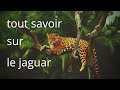 LE JAGUAR : tout savoir