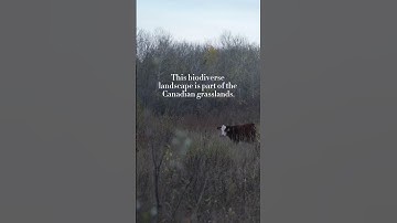 Peaceful Vibes from the Great Canadian Grasslands