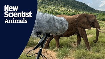 Elephants call each other by unique names, like humans