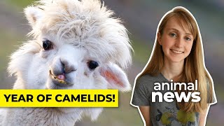 Why the UN is celebrating camels, llamas and alpacas this year | CBC Kids News