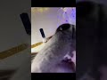 ريأكشن ميمز الكلب عادل شكل ايه عامل ايه ربنا ياكتبهالك يارب هناك دنيا تانية ريأكشن ميمز الكلب عادل شكل ايه عامل ايه ربنا ياكتبهالك يارب هناك دنيا تانية