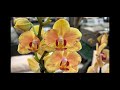 Свежий завоз орхидей в Оби 24 марта 2021г. Давно хотела сравнить три  орхидеи)