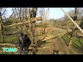 Zoo hollandais : Un chimpanzé démolit un drone avec une grosse branche