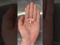 Orchid mantis lifecycle