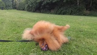 Grass rolling Pomeranian by Vickynga 27 views 1 year ago 1 minute, 5 seconds