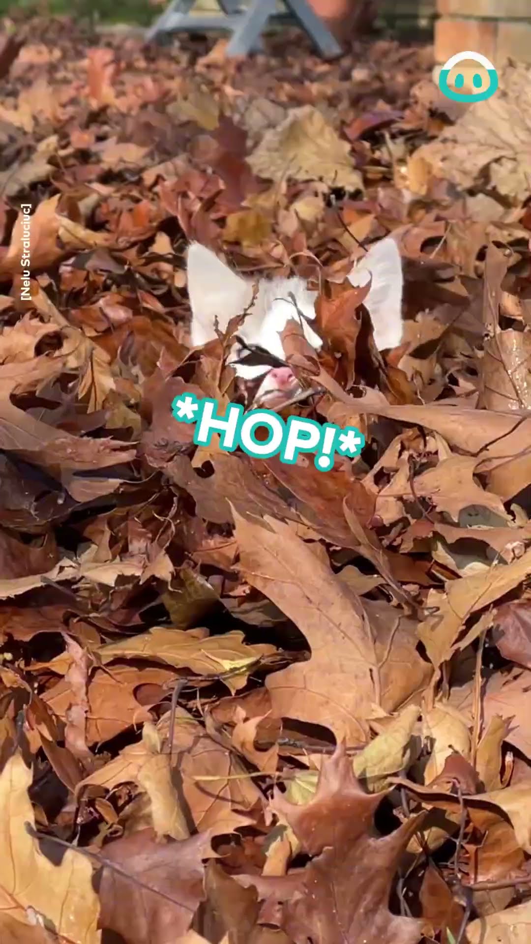 Kitten Jumps through Autumn Leaves  || ViralHog