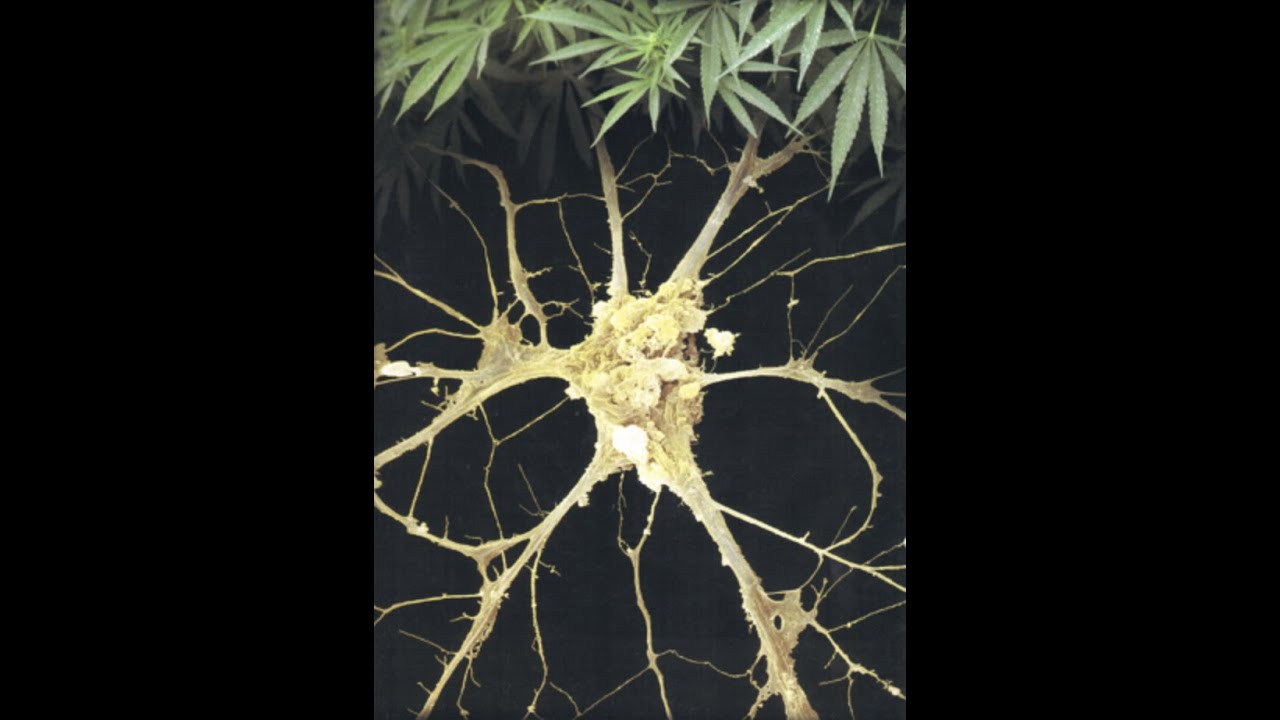 Beyond THC - Mind, Body, Health & Politics