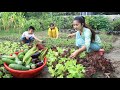 Raining season in our country, vegetable garden is so fresh / Prepare food for family lunch