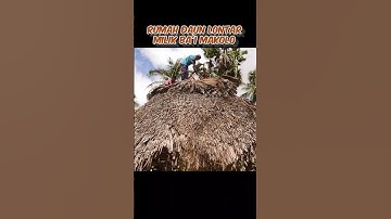 bongkar rumah daun lontar berusia ratusan tahun #shorts