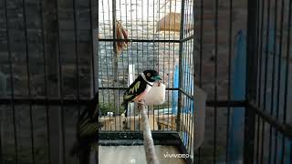 burung cantik burung langka!!! Burung sempur