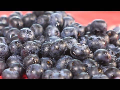 Wideo: Leczenie raka łodygi borówki: jak radzić sobie z rakiem łodygi Botryosphaeria w jagodach
