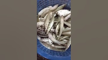 Câu cá Bống Đục cuối cùng #fishing #shots @Dammecauca1