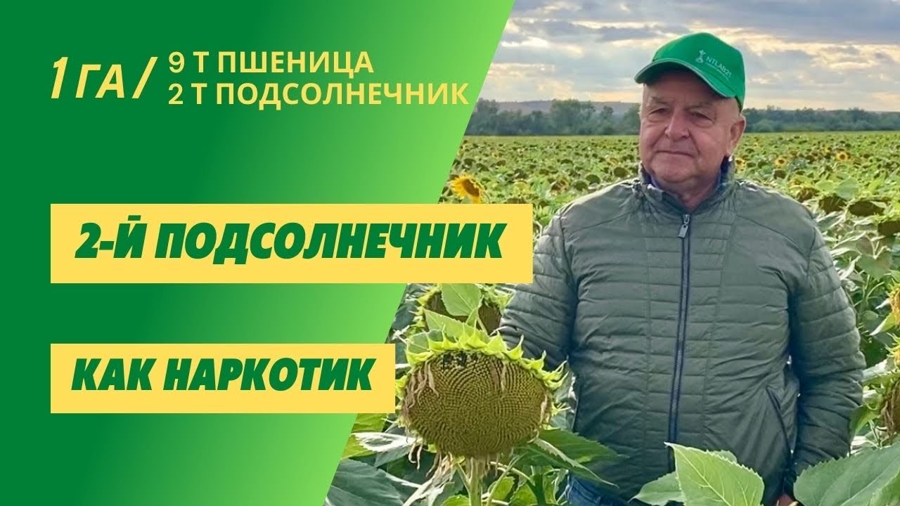 Подсолнечник как вторая культура в году