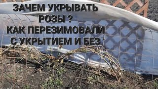 Как перезимовали розы с укрытием и без.