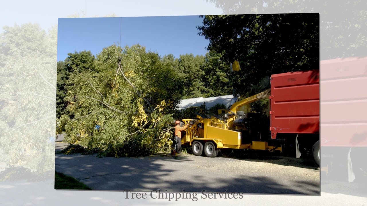 Genesis Tree Service Manassas VA - Free Quotes 571-732-3900