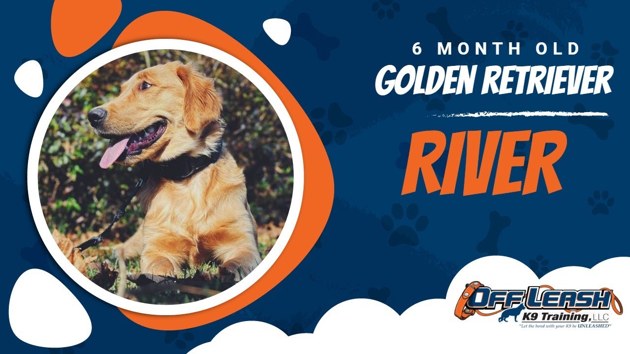Golden Retriever Training Golden Retriever Dog Trainer River YouTube