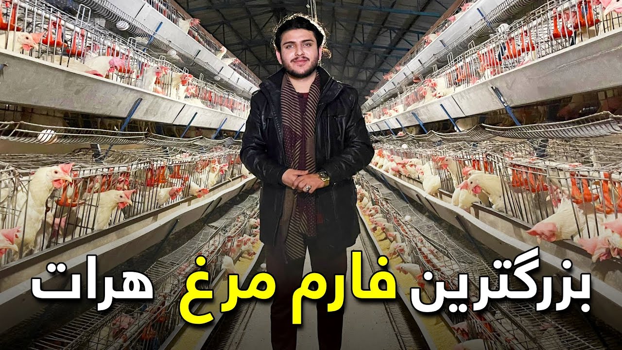 On the Road - Visiting Herat's Chicken Farm | هی میدان طی میدان - دیدار از بزرگترین فارم مرغ در هرات