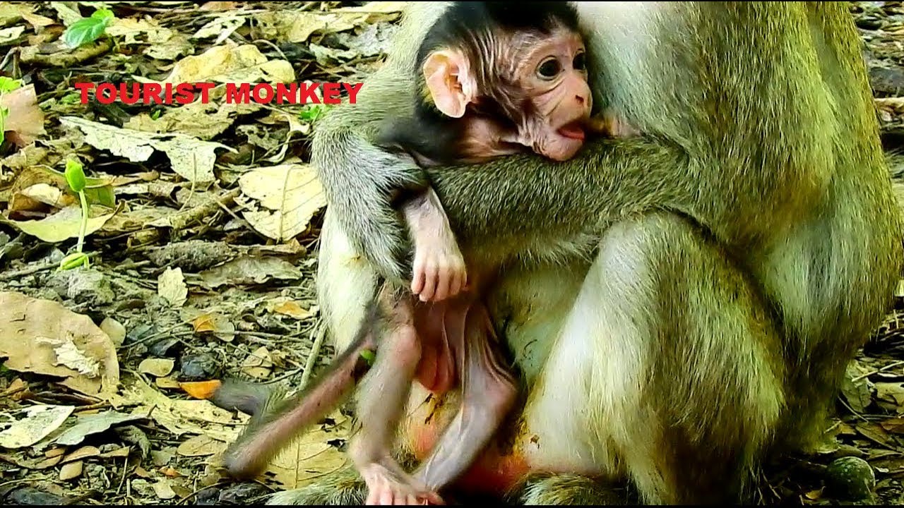 Newborn baby Farrah look so weak, Mom no enough milk for feed baby, Farrah very hungry y,