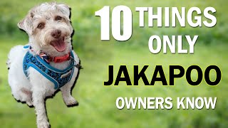 Unlocking the Secrets: 10 Things Only Jackapoo Owners Understand #jackapoo