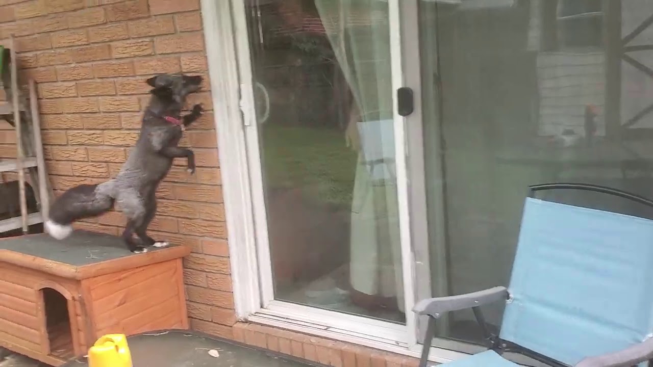 Accidentally Letting Roxi Out with Riot