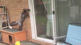Accidentally Letting Roxi Out with Riot