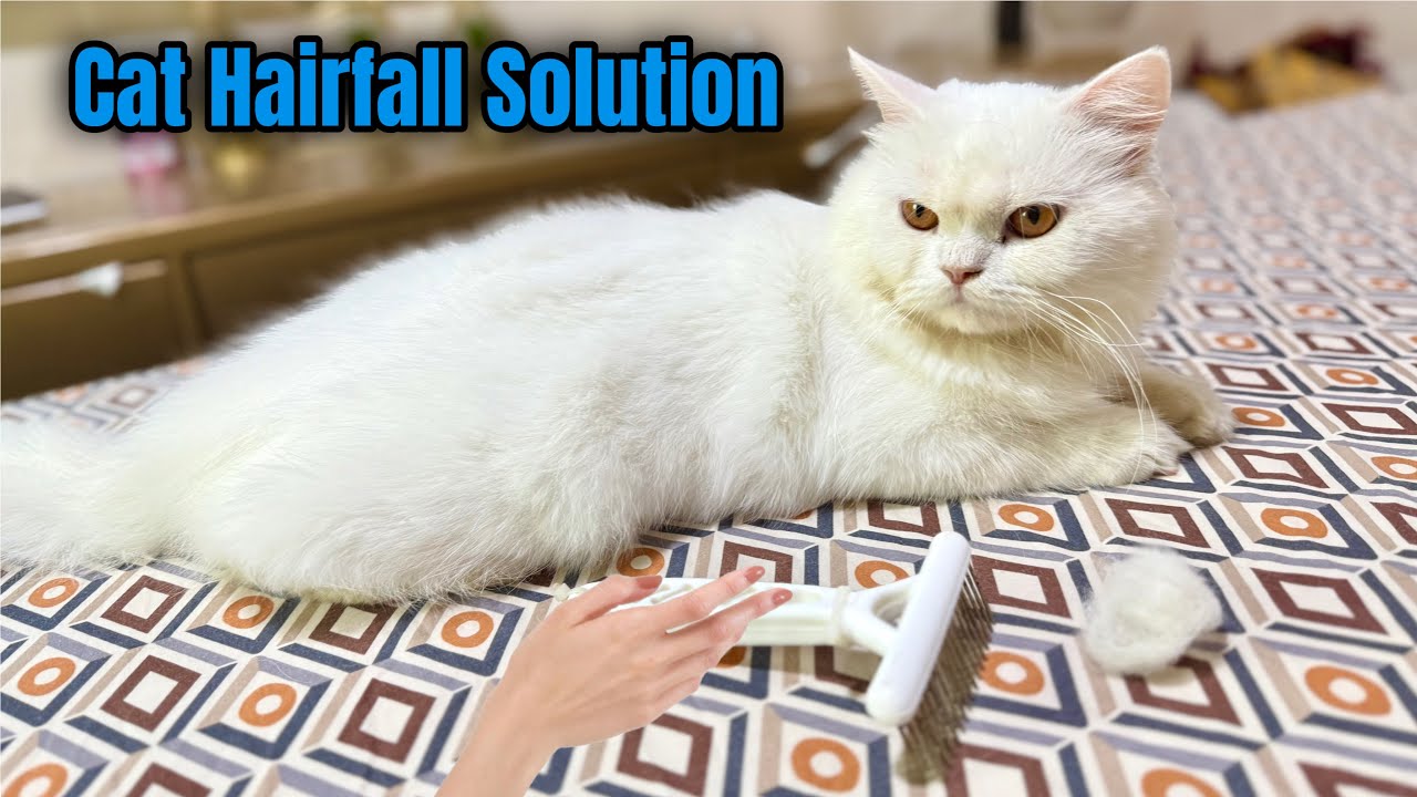 Persian Cat Hair fall Solution, what to do if cat's hair is falling?