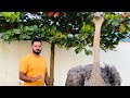 Ostrich ഒട്ടകപ്പക്ഷിയെക്കുറിച്ച്‌ കുറച്ച്‌ കാര്യങ്ങൾ  Most attacking birds | huge bird | petstation